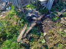 В Харьковской области нашли тела трех погибших, один из них без головы