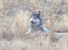 Молодой волк в Чернобыльской зоне не испугался фотокамеры, а наоборот – будто "позировал" фотографу