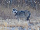 Молодий вовк у Чорнобильській зоні не злякався фотокамери, а навпаки – ніби "позував" фотографу