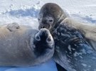 Фото тюленят Мирка и Мрии и новорожденного малыша показали полярники из Украины