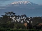 Ледники Килиманджаро могут полностью исчезнуть к 2050 году
