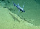 Австралийские учёные обнаружили удивительный подводный заповедник.