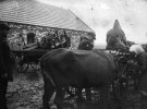 Конфискация скота для колхоза. Донетчина, начало 1930-х годов.