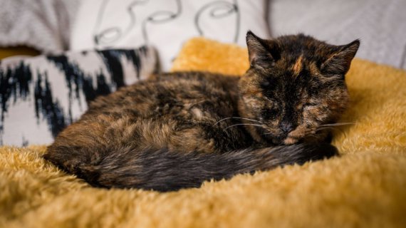 Кошка Флосси имеет черепаховую окраску. Звание "старейшей кошки в мире" удостоилось незадолго до своего 27-летия