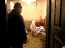 Кози живуть у кімнаті старого закинутого будинку, в морози господар розпалює їм грубку, щоб не мерзли