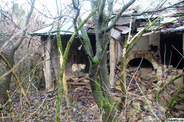 По селам много заброшенных домов, необратимо разрушающихся