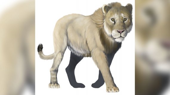 У США знайшли скам’янілості гігантського вимерлого лева