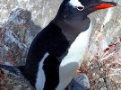 В Антарктике возле станции "Академик Вернадский" родился первый пингвиненок