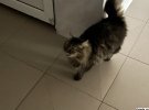 У туалеті лаври господарює пухнастий кіт