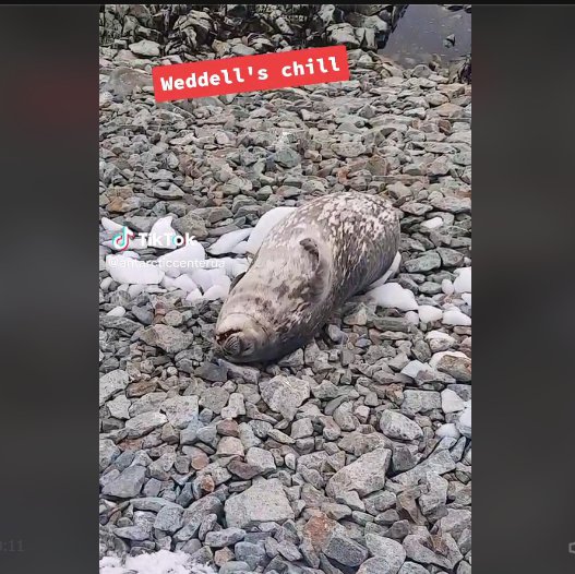 Українські полярники показали, як молоде тюленя Ведделла позіхає і ніжиться неподалік антарктичної станції "Академік Вернадський"