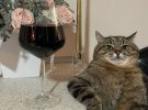 Знаменитий кіт Степан став популярним у мережі завдяки фотографіям з келихом вина