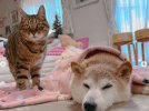 В Японии серьезно заболела собака, ставшая мемом DogeВ Японии серьезно заболела собака, ставшая мемом Doge