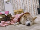 В Японии серьезно заболела собака, ставшая мемом DogeВ Японии серьезно заболела собака, ставшая мемом Doge