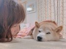 У Японії серйозно захворіла собака, яка стала мемом Doge