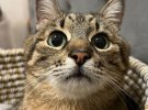 Кіт відомий завдяки Instagram-блогу з 1,3 млн підписниками