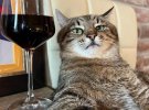 Кот известен благодаря Instagram-блогу с 1,3 млн подписчиками