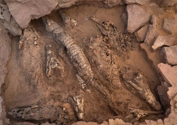У Єгипті знайшли мумії крокодилів