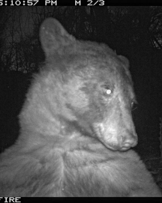 Медведь из США сделал сотни селфи на камеру для дикой природы