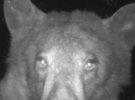 Ведмідь із США зробив сотні селфі на камеру для дикої природи