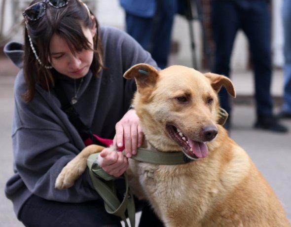  25 799 собак и 19 473 кошек находятся на попечении приютов и волонтеров.Фото: gloss.ua