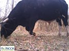 Заповідником гуляло стадо чорнобильських корів