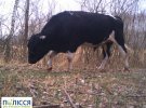 Заповідником гуляло стадо чорнобильських корів