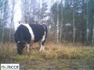 Заповедником гуляло стадо чернобыльских коров