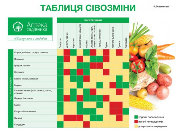 Таблица предшественников овощных культур
