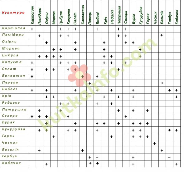 Таблица совместимости овощных культур