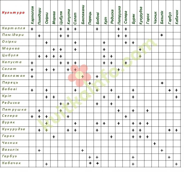 Таблиця сумісності овочевих культур