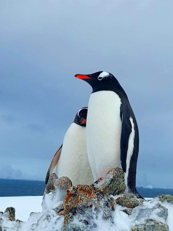 Українські полярники замилували світлинами закоханих пінгвінів