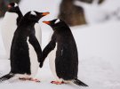 Українські полярники замилували світлинами закоханих пінгвінів