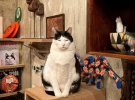 Кота Пончо из Японии поклонники прозвали "самым печальным котом в мире"