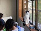 Кота Пончо из Японии поклонники прозвали "самым печальным котом в мире"