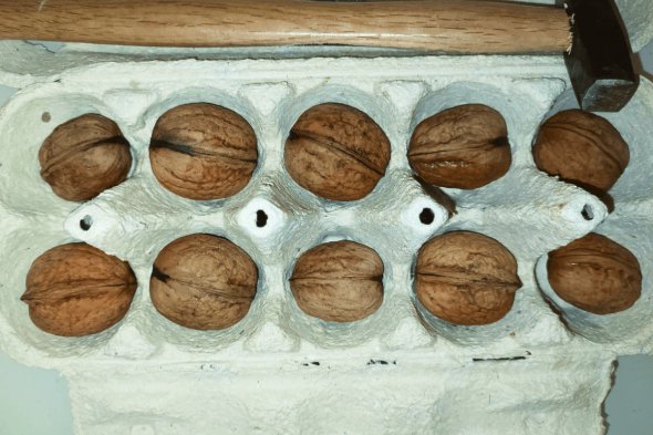 Як легко розколоти волоські горіхи за допомогою молотка та лотка для яєць