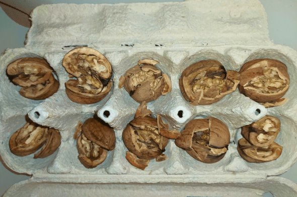Как легко расколоть грецкие орехи с помощью молотка и лотка для яиц