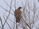 В марте специалисты заповедника начали учеты птиц водно-болотных угодий на водоеме-охладители ЧАЭС