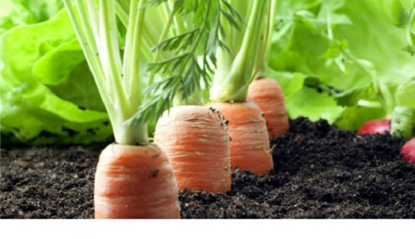 Найбільш сприятливими днями для посадки моркви є 13–15, 20–22 та 30 березня