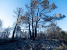 В Испании произошел пожар, из-за которого сгорели около 4 тыс. га лесного массива.