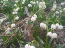 Білоцвіт весняний забуяв у Київській області
