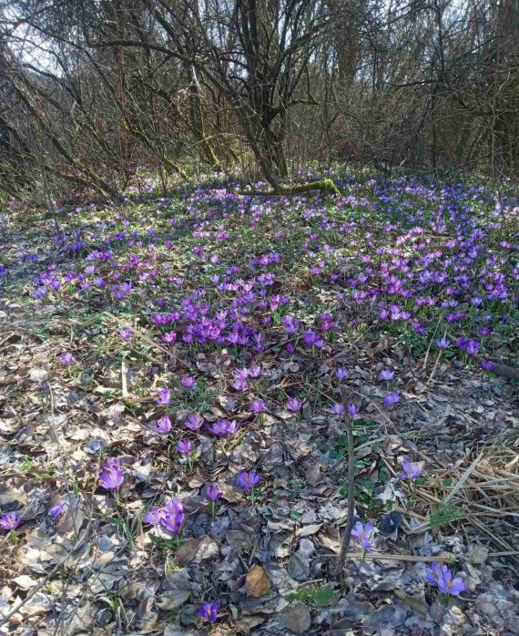 В Закарпатской области зацвело