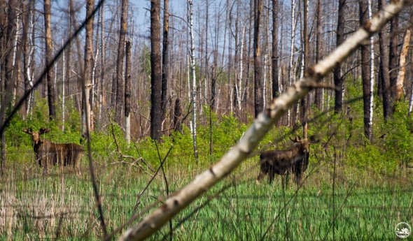 В Чернобыльской зоне отчуждения заметили двух взрослых лосей, которые мирно паслись рядом друг с другом