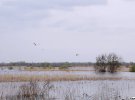 Село Чечелево в Каменопотоковской сельской общине Кременчугского района Полтавской области оказалось в зоне подтопления - в этом году вода достигла частных домовладений впервые за полвека