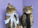 Самый пушистый блогер из Украины кот Степан сделал предложение лапки и сердца своей любимой кошке Стефании