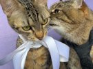 Найвідоміший пухнастий блогер з України кіт Степан зробив пропозицію лапки та серця своїй коханій кішці Стефанії