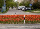 Цієї весни на вулицях Ужгорода розквітли тисячі тюльпанів, які висаджували у 2023 та минулих роках