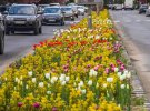 Этой весной на улицах Ужгорода расцвели тысячи тюльпанов, которые высаживали в 2023 и прошлых годах