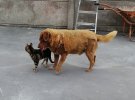 Найстарішій собаці у світі виповнюється 31 рік