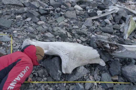 Полярники досліджують скелет синього кита