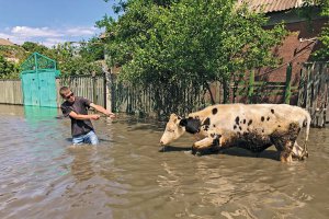 Чоловік веде корову вулицею затопленого мікрорайону Корабел (Острів) у Херсоні 6 червня 2023 року. Підрив російськими окупантами в ніч на 6 червня Каховської гідроелектростанції та затоплення населених пунктів у Херсонській області призвели до евакуації населення з небезпечних районів. У Херсоні підтоплено мікрорайон Корабел (Острів), де вода піднялася на два з половиною метри, річковий порт, території Антонівського та Садівського районів